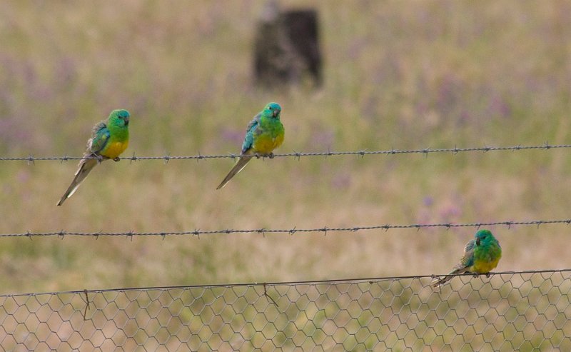 3 grass parrots 2.jpg